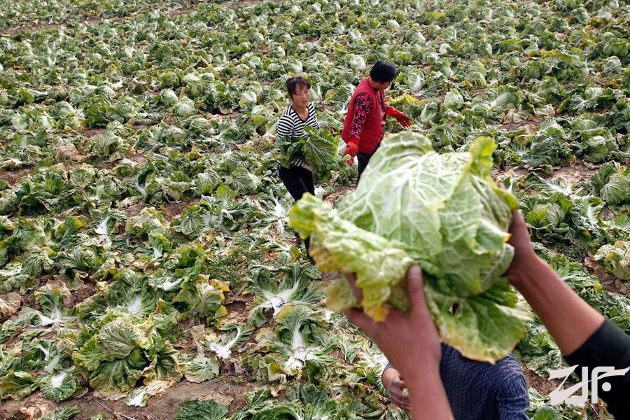 郑州一家纺织企业上街免费送白菜