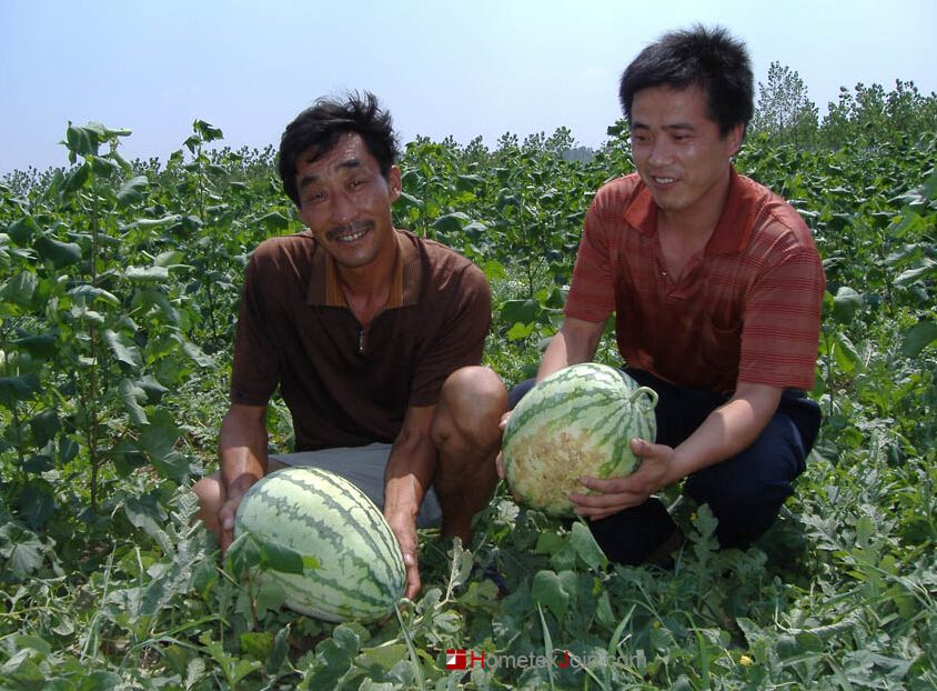 华容县棉农：不种棉花种西瓜