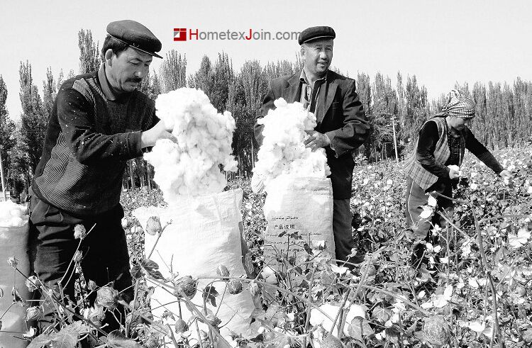新疆棉品质下跌 优势丧失究竟为何？