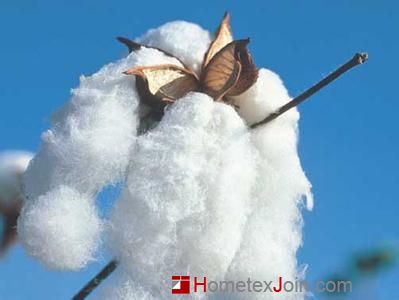 新疆棉价改革方案公布   长绒棉迎来春天  