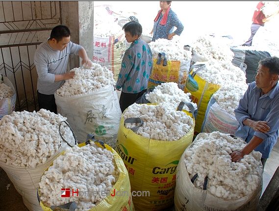 海门新棉价格下降三成  严重挫伤棉农